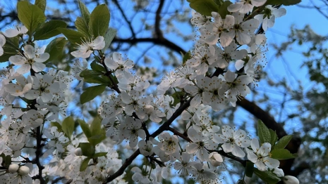 Во Владимирскую область после холодных выходных вернется 20-градусное тепло
