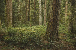 Во Вязниках нашли труп пропавшей в июле 49-летней женщины