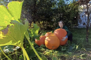 Жительница Меленок снова вырастила гигантские тыквы на огороде