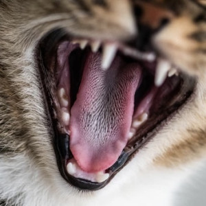 В Муромском районе ликвидировали очаг бешенства 