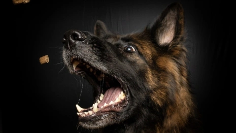 Во Владимирской области обнаружили второй за 2025 год очаг бешенства