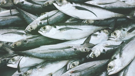 Во Владимирской области в реке массово погибла рыба