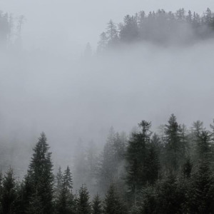 Во Владимирской области спрогнозировали сильный туман и ухудшение видимости