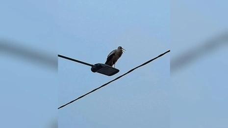 Во Владимирскую область прилетел белый аист