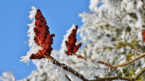 Жителей Владимирской области предупредили о затяжных заморозках