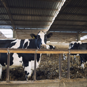 Власьев день: что можно и нельзя делать 24 февраля