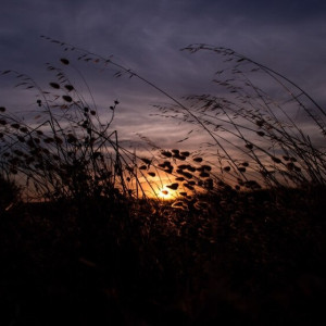 Труп пропавшего во Владимире мужчины нашли в поле