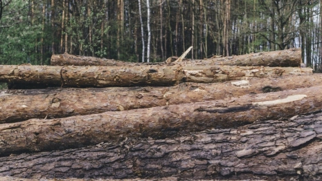 В Судогде неизвестные вырубили деревья на 1,1, млн рублей