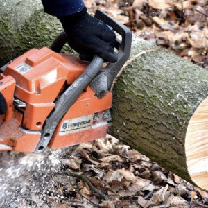 Во Владимире прокуроры потребовали остановить вырубку деревьев в парке «Дружба»
