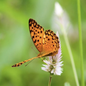 Устинов день: что можно и чего нельзя делать 14 июня