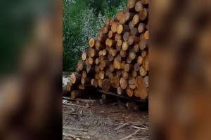 Жители деревни во Владимирской области пожаловались на пилораму рядом с домом