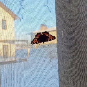 Во Владимирской области в разгар морозов проснулись бабочки