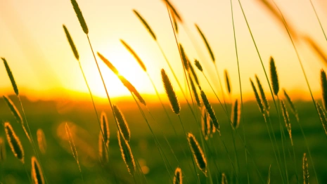 Во Владимирскую область придет 30-градусная жара