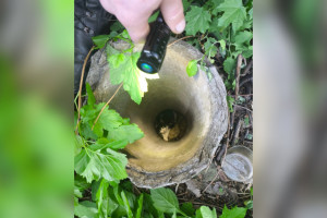 Во Владимире на Краснознаменной котенок провалился в трубу