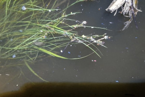 В реке Клязьма во Владимире в очередной раз заметили пластик