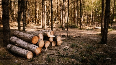 Жители Владимира собрались массово жаловаться Путину из-за вырубки леса под аэропорт