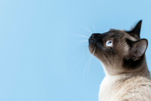 Народные приметы на 14 февраля 2024: что можно и нельзя делать в день Трифона Мышегона