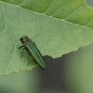 Во Владимире на территории 138 тыс. га установили карантин по ясеневой златке