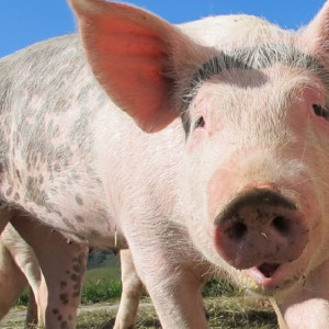 Во Владимирской области свиноводство решили сделать региональным брендом 