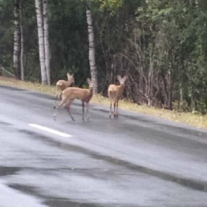 В Меленковском районе на дорогу выбежали косули