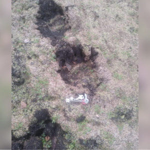 На севере Вязниковского района заметили следы бурой медведицы с 2 детенышами