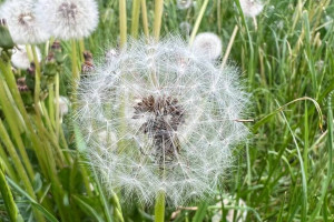 Прогноз погоды во Владимире и области на 2 июля