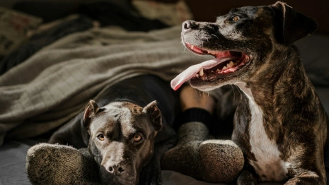 Мэрия Владимира попала под суд за использование чужой фотографии на сайте и в соцсетях