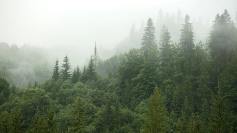 Владимирская область получит 71 млрд до 2030 года на сохранение лесов