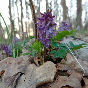 Прогноз погоды во Владимире и области на 12 апреля