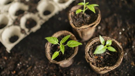 Мавра Рассадница: что можно и нельзя делать 16 мая