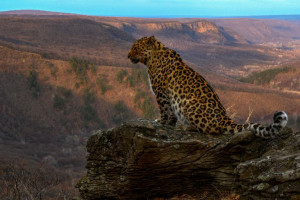 В России разработали ИИ-ассистента для помощи в сохранении дальневосточного леопарда 