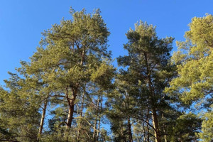 В выходные во Владимирской области ожидается 11-градусное тепло