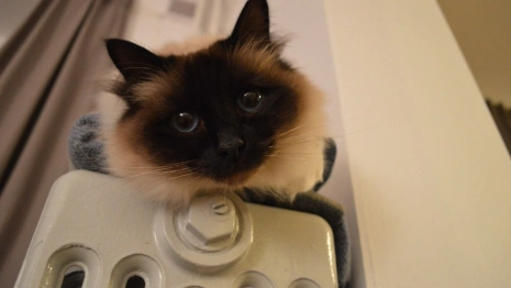 Гайд «День во Владимире». Топ-5 необычных способов согреться без отопления