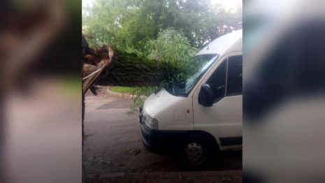 Во Владимире прошедший ураган с дождем повалил деревья и затопил улицы