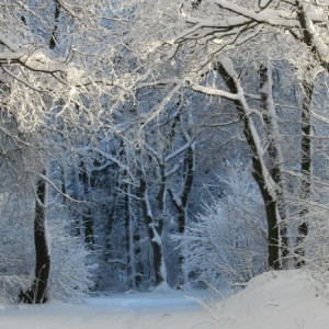 Во Владимирской области нашли живой 64-летнюю пенсионерку