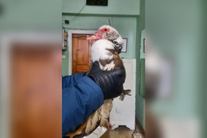 В Судогде сотрудники МЧС спасли замерзающую индоутку