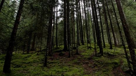 В Киржачском районе 73-летнего дедушку нашли мертвым