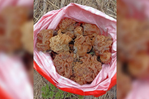 Во Владимирской области появились первые весенние грибы