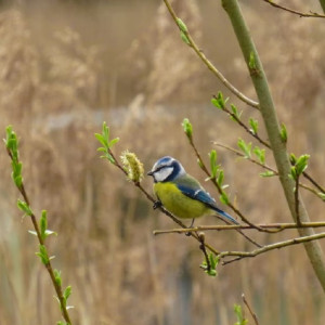 Жителям Владимирской области пообещали потепление до +7