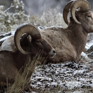 Во Владимирской области рядом с овечьей фермой нашли свалку трупов животных