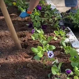 На улицах Владимира высадят 320 тыс. петуний и бархатцев 