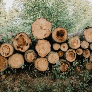 Во Владимирской области бизнесмена осудят за фиктивную валку деревьев в детских садах