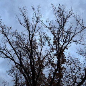 На короткой рабочей неделе во Владимирскую область нагрянут грозы