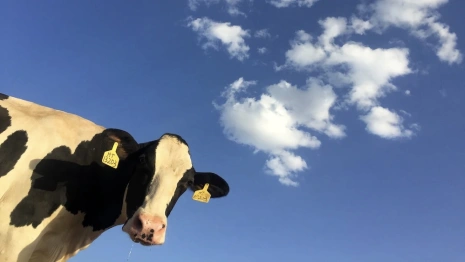 Во Владимирской области коровы поставили рекорд по надою молока