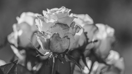 Во Владимире спустя 8 лет установили личность найденной мертвой  женщины