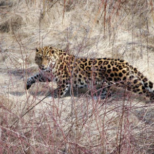 Число участников кампании по сохранению дальневосточного леопарда растет