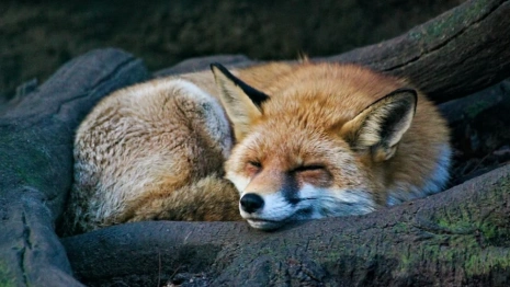 В лесах Владимирской области разложат более 1 млн доз вакцины от бешенства