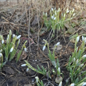 В Суздальском районе расцвели подснежники