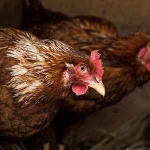 В Гусь-Хрустальном ликвидировали очаг азиатской чумы птиц