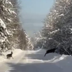 В Суздальском районе встретили перебегающих дорогу оленей